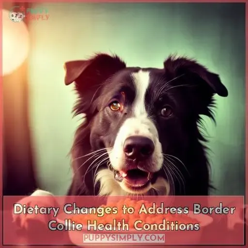 Dietary Changes to Address Border Collie Health Conditions