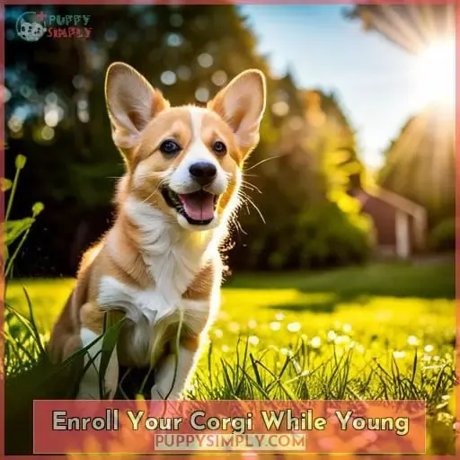 Enroll Your Corgi While Young