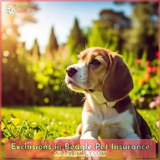 Exclusions in Beagle Pet Insurance