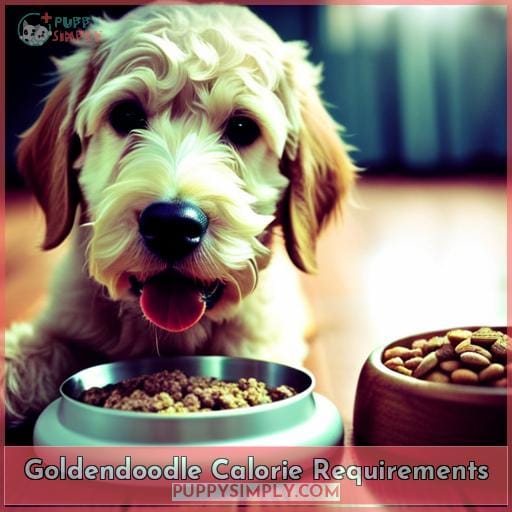 Goldendoodle Calorie Requirements