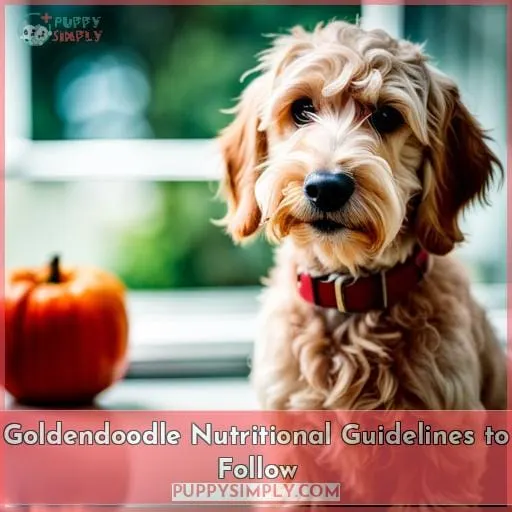 Goldendoodle Nutritional Guidelines to Follow