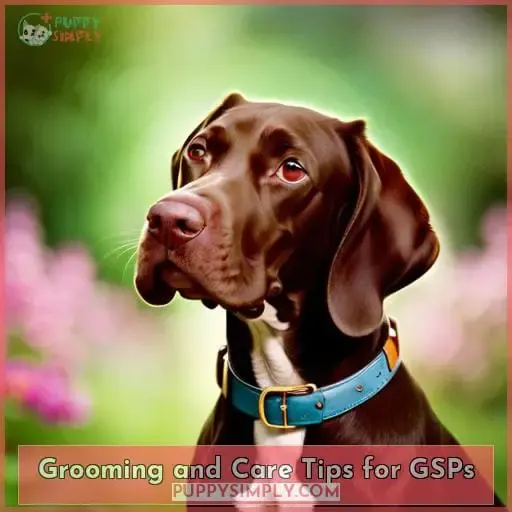 Grooming and Care Tips for GSPs