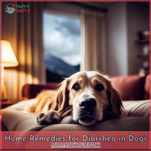 Home Remedies for Diarrhea in Dogs
