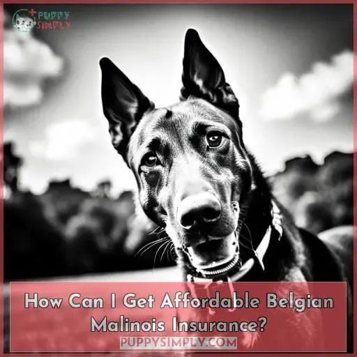 How Can I Get Affordable Belgian Malinois Insurance