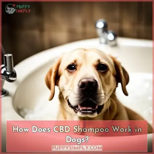 How Does CBD Shampoo Work in Dogs