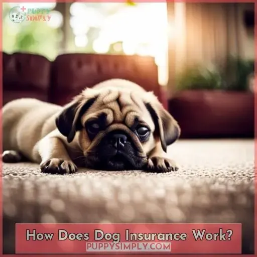 How Does Dog Insurance Work