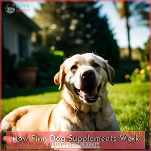 How Finn Dog Supplements Work