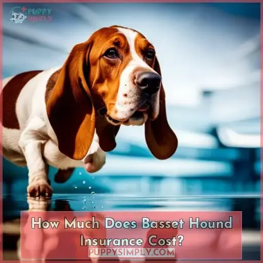 How Much Does Basset Hound Insurance Cost