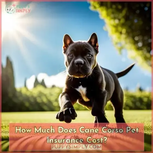 How Much Does Cane Corso Pet Insurance Cost
