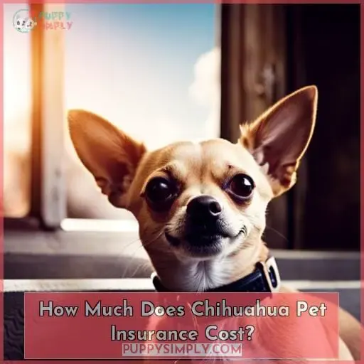 How Much Does Chihuahua Pet Insurance Cost