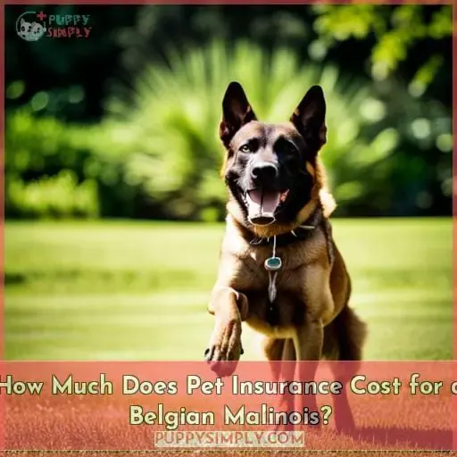 How Much Does Pet Insurance Cost for a Belgian Malinois