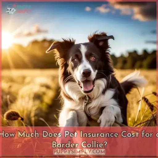 How Much Does Pet Insurance Cost for a Border Collie