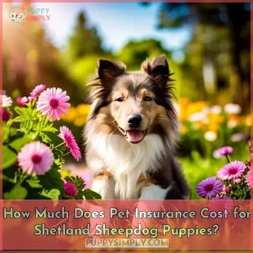 How Much Does Pet Insurance Cost for Shetland Sheepdog Puppies