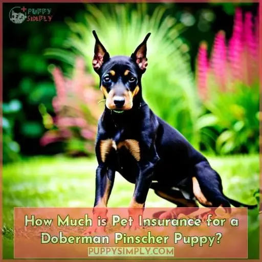 How Much is Pet Insurance for a Doberman Pinscher Puppy