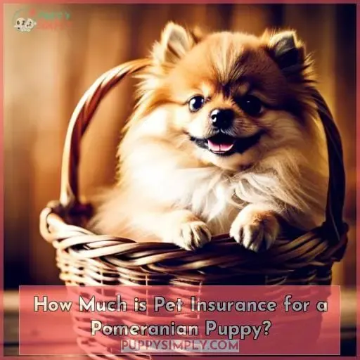 How Much is Pet Insurance for a Pomeranian Puppy