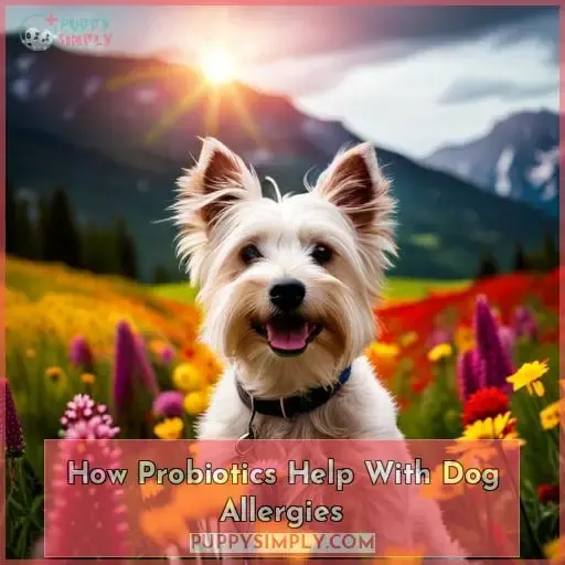 How Probiotics Help With Dog Allergies