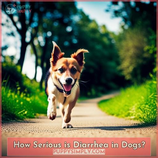 How Serious is Diarrhea in Dogs
