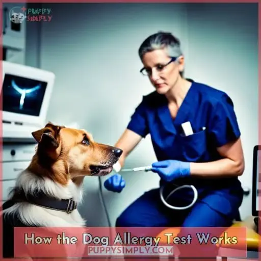How the Dog Allergy Test Works