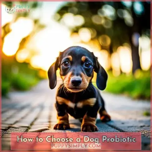How to Choose a Dog Probiotic