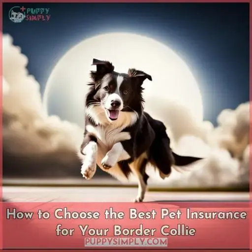 How to Choose the Best Pet Insurance for Your Border Collie