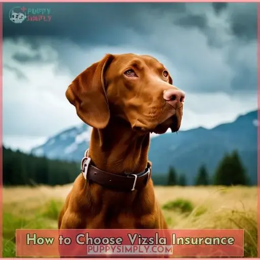 How to Choose Vizsla Insurance
