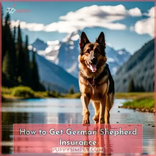 How to Get German Shepherd Insurance