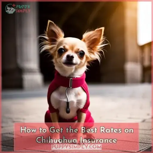 How to Get the Best Rates on Chihuahua Insurance