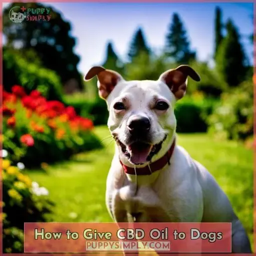 How to Give CBD Oil to Dogs