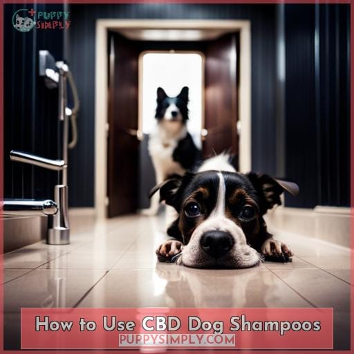 How to Use CBD Dog Shampoos