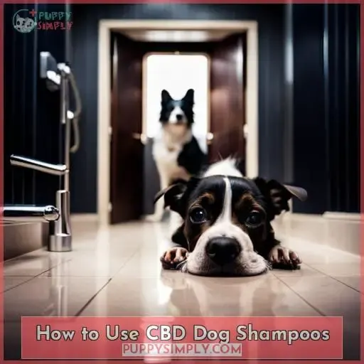 How to Use CBD Dog Shampoos