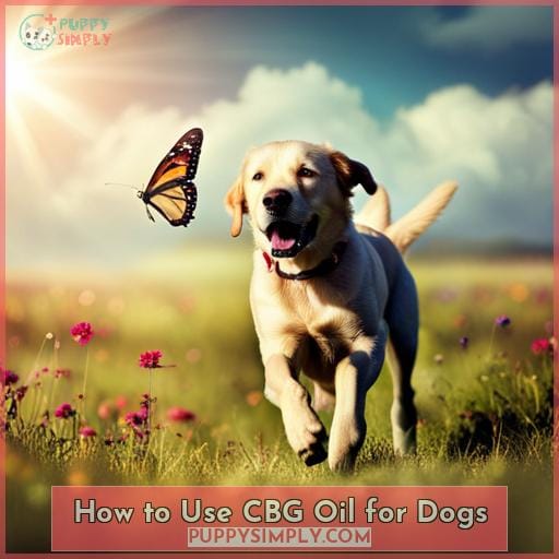 How to Use CBG Oil for Dogs