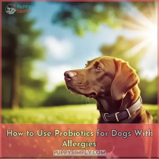 How to Use Probiotics for Dogs With Allergies