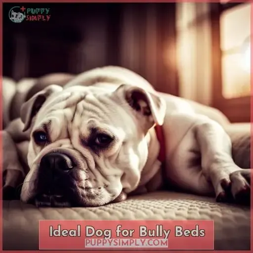 Ideal Dog for Bully Beds