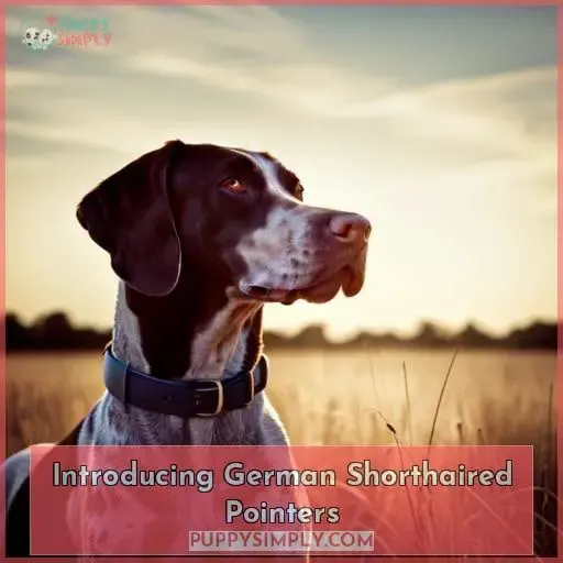 Introducing German Shorthaired Pointers