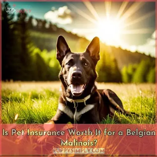 Is Pet Insurance Worth It for a Belgian Malinois