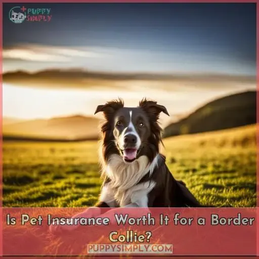 Is Pet Insurance Worth It for a Border Collie