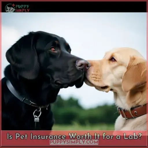 Is Pet Insurance Worth It for a Lab