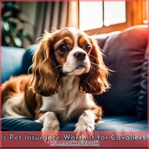 Is Pet Insurance Worth It for Cavaliers