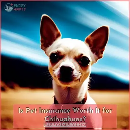 Is Pet Insurance Worth It for Chihuahuas