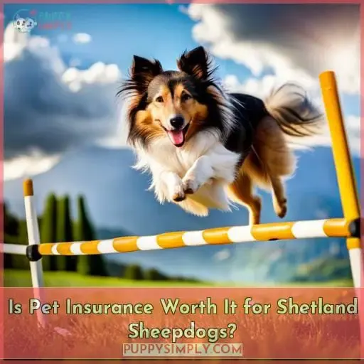 Is Pet Insurance Worth It for Shetland Sheepdogs