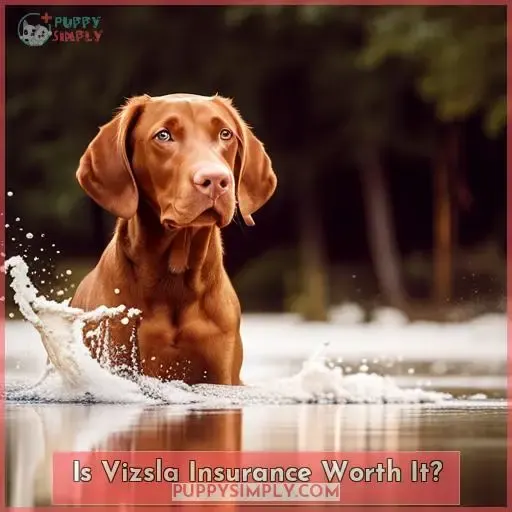 Is Vizsla Insurance Worth It