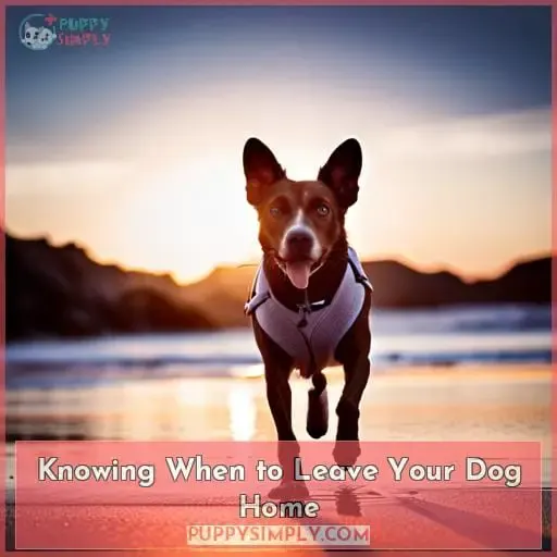 Knowing When to Leave Your Dog Home