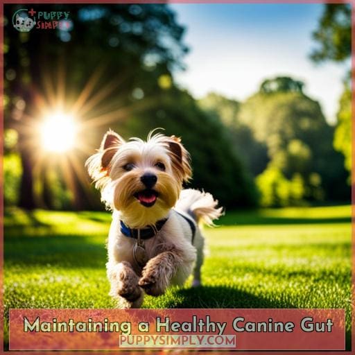 Maintaining a Healthy Canine Gut