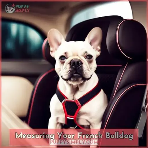 Measuring Your French Bulldog