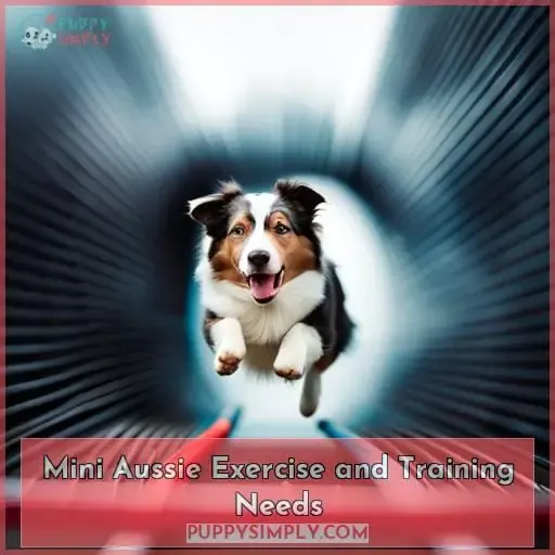 Mini Aussie Exercise and Training Needs