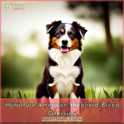 Miniature American Shepherd Breed Overview