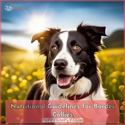 Nutritional Guidelines for Border Collies