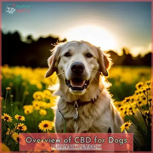 Overview of CBD for Dogs