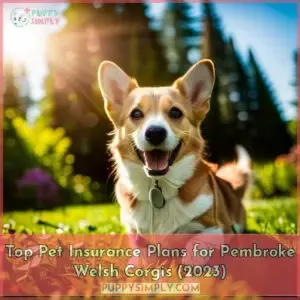 pembroke welsh corgi pet insurance