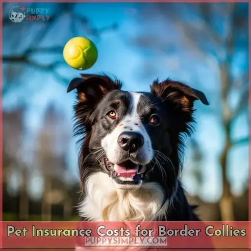 Pet Insurance Costs for Border Collies